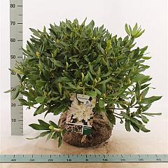 Rhododendron 'Cunningham's White'