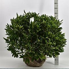 Rhododendron 'Cunningham's White'