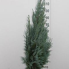 Chamaecyparis l. 'Columnaris'