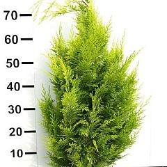 Chamaecyparis l. 'Ivonne'