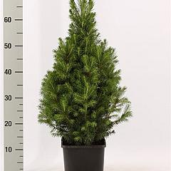 Picea glauca 'Conica'
