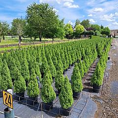 Picea glauca 'Perfecta'