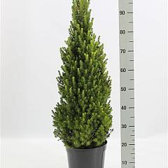 Picea glauca 'Perfecta'