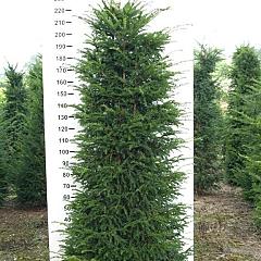 Taxus baccata