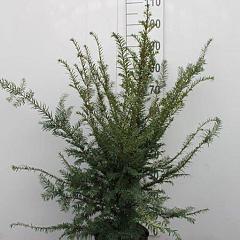 Taxus baccata