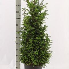 Taxus baccata