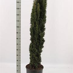 Taxus b. 'Fastigiata Robusta'
