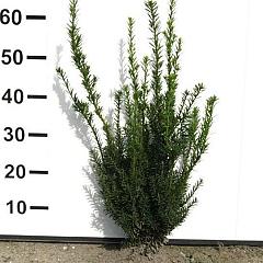 Taxus media 'Hillii'