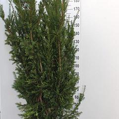 Taxus media 'Hillii'