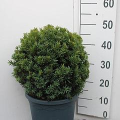 Taxus media 'Hillii'
