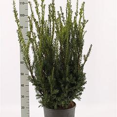 Taxus media 'Hillii'