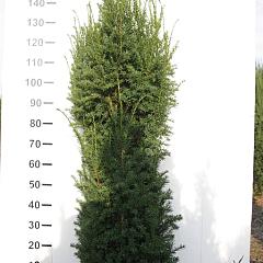 Taxus media ' Rising Star' 