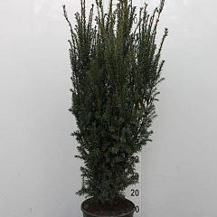 Taxus media ' Rising Star' 