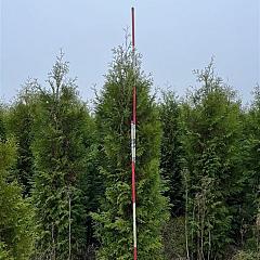 Thuja occ. 'Brabant'