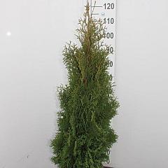 Thuja occ. 'Holmstrup'