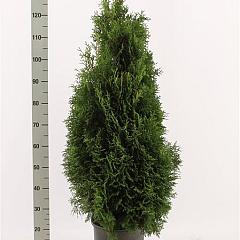Thuja occ. 'Holmstrup'