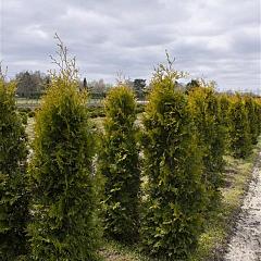 Thuja occ. 'Salland'