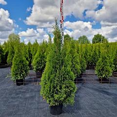 Thuja occ. 'Smaragd'