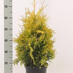 Thuja occ. 'Yellow Ribbon'