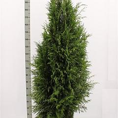 Thuja pl. 'Martin'