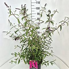 Buddleja d. 'Royal Red'