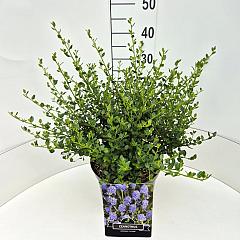 Ceanothus impressus 'Victoria'