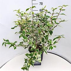 Cornus alba 'Elegantissima'