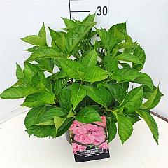 Hydrangea m. 'Mariesii Perfecta'