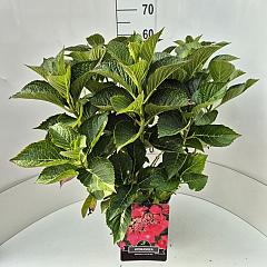 Hydrangea m. 'Rotkehlchen'