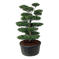 Ilex crenata 'Blondie'