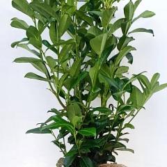 Prunus l. 'Genolia'(R)