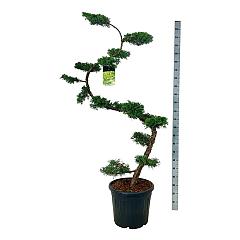 Juniperus pf. 'Pfitzeriana Aurea'