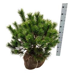 Pinus mugo