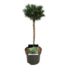 Pinus mugo 'Benjamin'