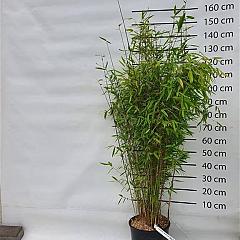 Fargesia nitida 'Winterjoy'