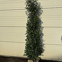 Prunus lusitanica 'Angustifolia'