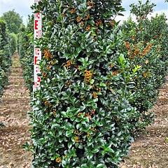 Ilex meserv. 'Heckenfee'