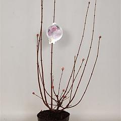 Viburnum bodn. 'Charles Lamont'