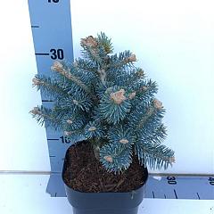 Abies lasiocarpa 'Compacta'