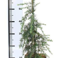 Cedrus deod. 'Feelin' Blue'