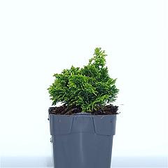 Chamaecyparis o. 'Aurora'