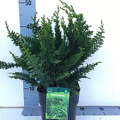 Chamaecyparis o. 'Teddy Bear'