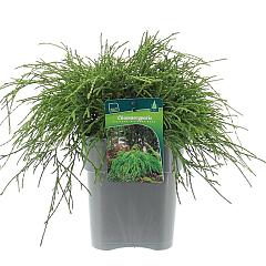 Chamaecyparis p. 'Filifera Nana'
