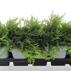Juniperus comm. 'Green Carpet'