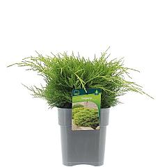 Juniperus pf. 'Old Gold'
