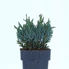 Juniperus squamata 'Blue Compact'