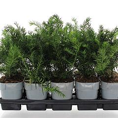 Taxus b. 'Repandens'
