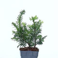 Taxus b. 'Summergold'