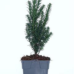 Taxus cuspidata nana