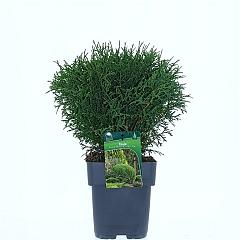 Thuja occ. 'Tiny Tim'